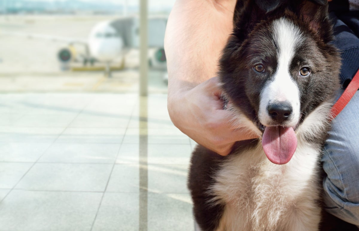 The Top 10 Most Pet-Friendly Airports in the U.S. [Study]